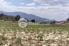 3,1 mẫu hơn 400m đường tân phúc hàm tân