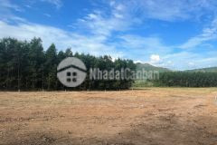 7600m2 diên đồng giá tốt nhất thị trường