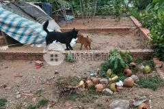 Đất thạnh xuân, 70m2, hẻm xe hơi. p. thạnh xuân, q12. giá 1tỷ100 tl