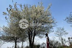 Đất nền y tý, đón đầu sóng quy hoạch chi tiết 1500, giá chỉ từ 500 triệu