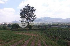 1,4 mẫu 8,5 tỷ đường phan đình phùng tân nghĩa hàm tân