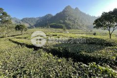 Đón sóng cao tốc hòa bình mộc châu, bán lô đất nền tại chiềng đi cơ hội x3 tài sản.