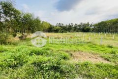 Cần bán nhanh miếng đất vườn gần 1000m2 ở củ chi đường nhựa oto đến đất