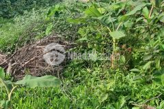 Bán đất vạn 3 thanh trì hà nội giá đtư 23trm2 chia 2 lô tuyệt vời