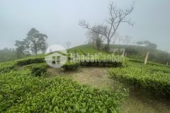 Bán mảnh đất nghỉ dưỡng khu dl quốc gia mộc châu