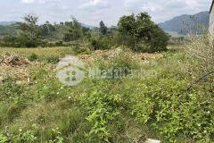 Bán đất mộc châu có thổ cư diện tích rộng làm nhà vườn