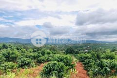 Chỉ với 1ty450 bạn có thể sở hữu ngay 1005m2 đất ngay tại lâm hà