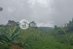 Bán mảnh đất tại thôn mò phú chải y tý đón sóng quy hoạch 1500