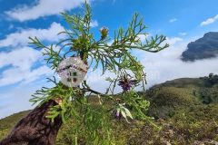 Mảnh đất hơn 2000m2 tại trung tâm y tý nơi săn mây đón tuyết cực đẹp