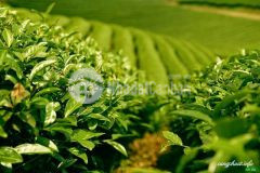 Bán đất mộc châu đón sóng cao tốc, có sẵn thổ cư, gần mặt đường ql43