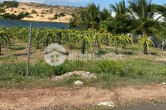 Bán 10,880m2 đất sào hoà thắng huyện bắc bình sổ có đường chỉ 1,52 tỷ lh 0938677909 hiền xem sổ