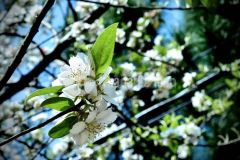 Bán mảnh đất sapa 2 y tý đón sóng quy hoạch chi tiết 1500