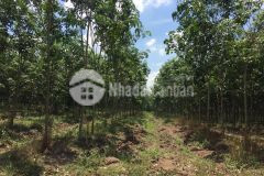 Cần bán 100.000m2 đất phú giáo bd đang trồng cao su, 300m2 thổ cư, kế bên đang xây dựng kdc, kcn.