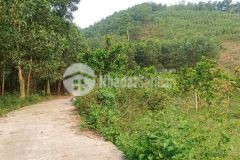 Bán nhanh 4500m2 đất full thổ cư tại bình sơn