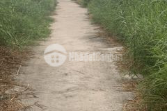 Bán lô đất mặt tiền đường xe hơi xã bình khánh huyện cần gio