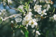 Bán đất mộc châu mặt đường to, vuông vắn, an ninh tốt, kinh doanh tốt