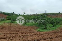 Bán gấp 9000m2 đất tại dũng phong, cao phong