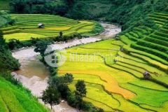 Mảnh đất 4.974m2 thị trấn sapa cần bán cắt lỗ giá phù hợp đầu tư đón sóng sân bay quốc tế sapa