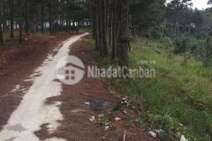 D1139 bán nhanh lô đất view rừng thông xuân trường tp đà lạt
