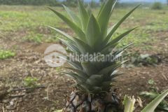 Bán gấp lô đất giá 450 triệu không thương lượng