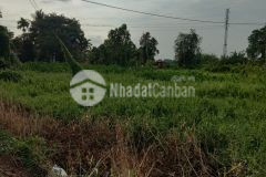 Đất trồng cây lâu năm. 1500m2, đường xe hơi. bmỹ. củ chi. giá 7tỷ7 tl