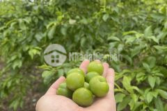 Đất nền mộc châu đón sóng quy hoạch cao tốc hoà bình sơn la