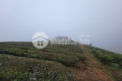 Mảnh đất gần 1000m2 ở thị trấn nông trường mộc châu thích hợp cho các nhà đầu tư khai thác