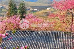 Mảnh đất hơn 1000m2 ngắm hoa đào đẹp nhất y tý giá cực kì ưu đãi cho các nhà đầu tư