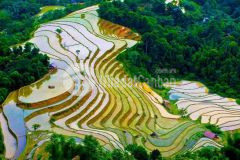 Bán đất nền sapa tả phìn view ruộng bậc thang phù hợp xây khách sạn..