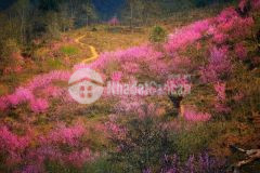 Lô đất tại trung tâm tt sapa giá cực mềm cho nhà đầu tư