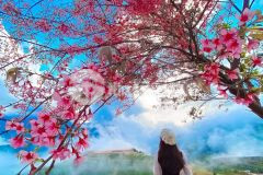 Bán đất tả phìn, sapa đã có sổ giá rẻ đón quy hoạch sapa mở rộng