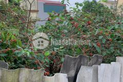 Bán nhanh lô đất tại đông dư giáp trâu quỳ, gia lâm, hà nội 39 m2