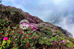 Bán đất nền sapa, mảnh đất thuộc trục chính đón đầu tả phìn vị trí đắc địa siêu vip giá cắt lỗ