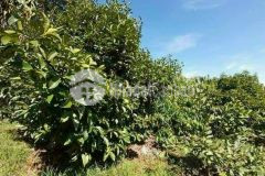 Bán đất tặng vườn trái cây trị giá 200 triệu