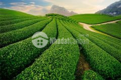 Bán đất mộc châu view đẹp, có nhà cấp 4 giá hợp lý thích hợp kinh doanh du lịch