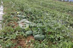 Bán mặt tiền liên huyện giá chỉ 260km2 nối về sân bay phan thiết. lh 0919 626 750