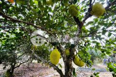 Án đất suối tiên diên khánh có sẵn vườn mít. diện tích 411,3 757 có sẵn 200m2 thổ cư