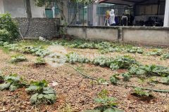 Ông anh đẹp trai nhờ bán nhanh 100m2 đường ô tô 7 chỗ đào xuyên, xã đa tốn, gia lâm, hà nội.