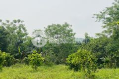 Chính chủ bán 1532m2, trong đó có 300m2 tc, còn lại là cln, nơi nghỉ dưỡng cuối tuần phù hợp cho gđ