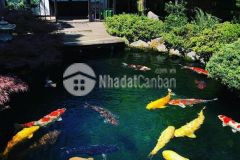 Vila tại đà nẵng cao cấp tặng bể cá koi siêu vip dành cho giới thượng lưu 36 tỷ 8