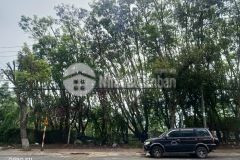 Đất hiếm phù đổng thiên vương, p8. ngay trường đh dalat