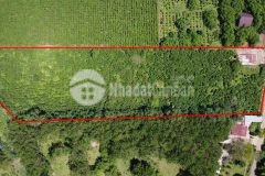 Bán đất măng lin đà lạt 8000m² đường ô tô, có thể chuyển đổi thành đất xây dựng