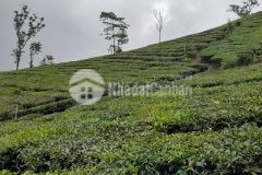 Mảnh đất hơn 1500m2 phù hợp cho các nhà đầu tư lướt sóng