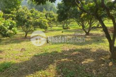 Bán gấp 9700m2 đất full cây lâu năm tại kim bôi, thế đất bằng phẳng