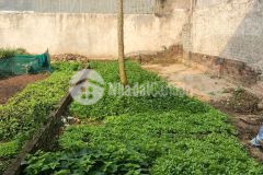 Bán đất kiêu kỵ gia lâm dt 96, mt 6.5, gần trường, trạm, tiện kd, bám đường lớn.