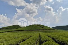 Đất thị trấn nông trường mộc châu thích hợp làm homestay, farm cho các nhà đầu tư khai thác du lịch