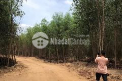 Tân thắng hàm tân 5,7 mẫu 2,9 tỷ mẫu