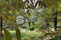 Bán 10000m2 đất thổ cư, có cắt nhỏ bán theo yêu cầu