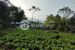 Cần bán 3000m2 đất nghỉ dưỡng tân lạc hoà bình, sẵn nhà, có suối chảy trong đất, view cánh đồng