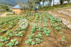 Bán mảnh đất sapa 2 y tý gần các dự án hot sân golf, resort,...